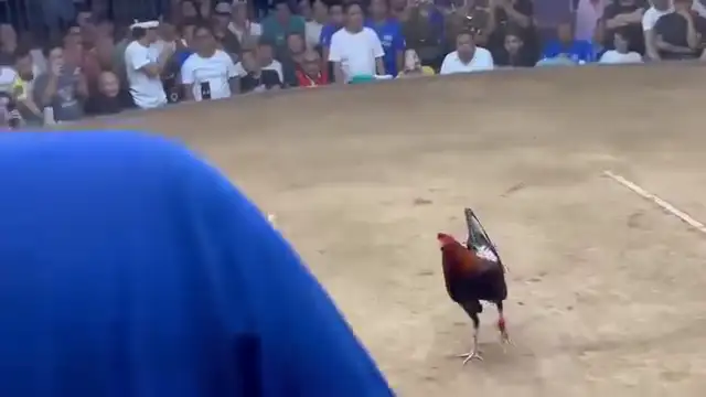 Patrick Antonio 24 Million Grey in Action