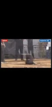 Power Rooster