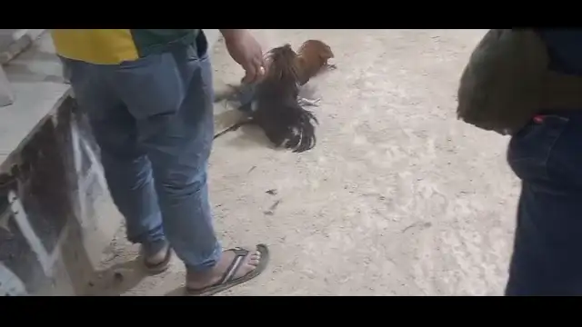 Sabong KSA Riyadh
