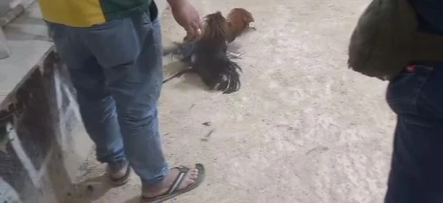 Sabong KSA Riyadh